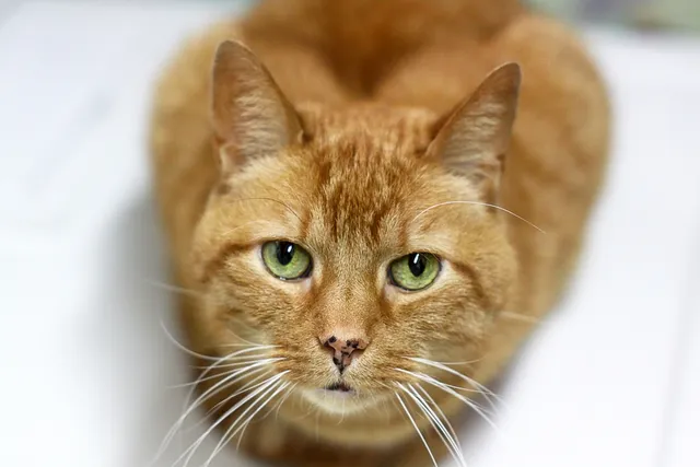 Cat Nose Spots (Lentigo): Vet-Reviewed Facts & FAQ