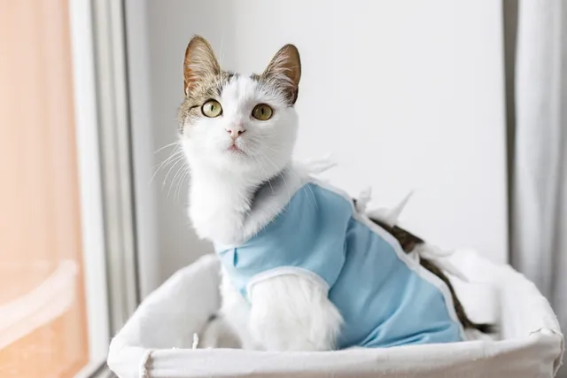 How Do Vets Spay Cats? Our Vet Discusses the Typical Procedure