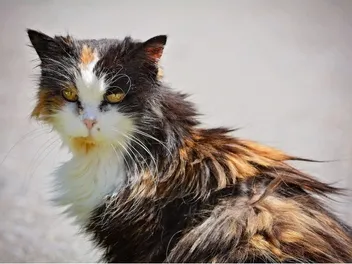 Can a Cat Hair Pierce Human Skin? Vet-Approved Facts, FAQ & Advice