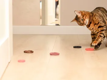 Why Vets See So Many Cats Who Ate Rubber Bands