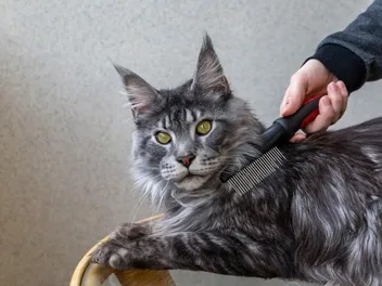 Why Is My Cat’s Fur Suddenly Matted? 7 Vet-Reviewed Reasons