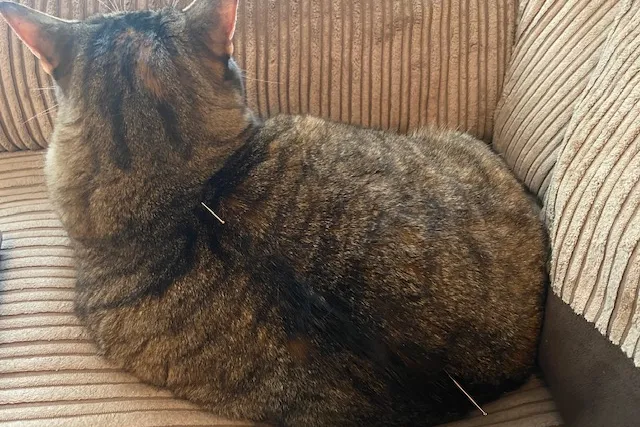Feline Fine: How Acupuncture Works, Part Three