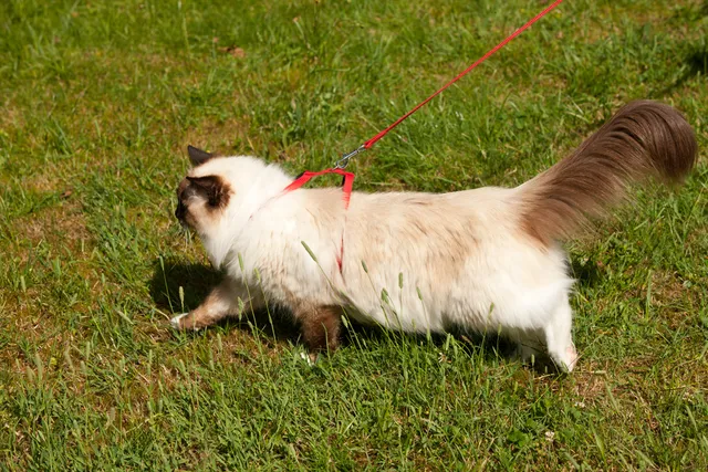 Can Ragdoll Cats Swim? Do They Like Water? Vet-Reviewed Information