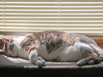 Why Do Cats Twitch in Their Sleep? 3 Vet Reviewed Reasons