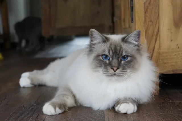 10 Types of Birman Cats: Colors, Variations & Patterns (With Info & Pictures)