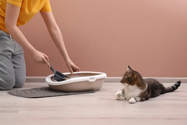 How to Move a Cat Litter Box: 5 Vet Approved Tips to Prevent Accidents