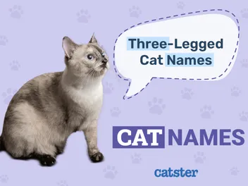 140 Three-Legged Cat Names: Adorable Names For Your Tripod Feline