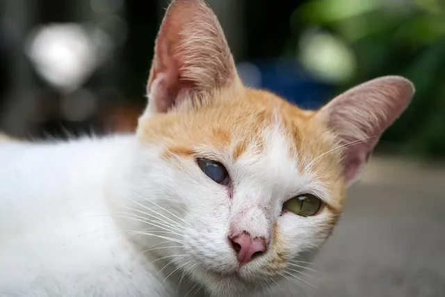 Iris Atrophy in Cats: Signs, Causes & When to See a Vet (Expert Guide)