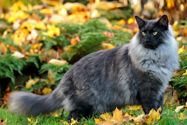 Top 10 Largest Domestic Cat Breeds (With Info & Pictures)