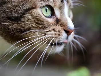 How Many Whiskers Do Cats Have? Vet-Reviewed Science, Facts & FAQ