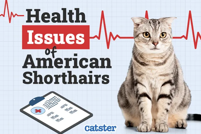 American Shorthair Cat Health Problems: 10 Common Issues