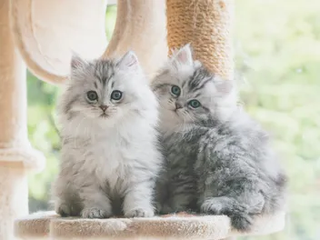 Persian Kittens for Sale in Washington: Breeders List 2026