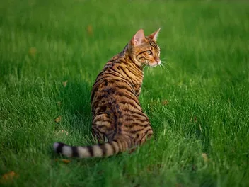 5 Beautiful Toyger Cat Colors (With Info & Pictures)