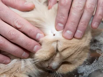 How to Tell if Your Cat Has a Tick – 8 Signs to Look For