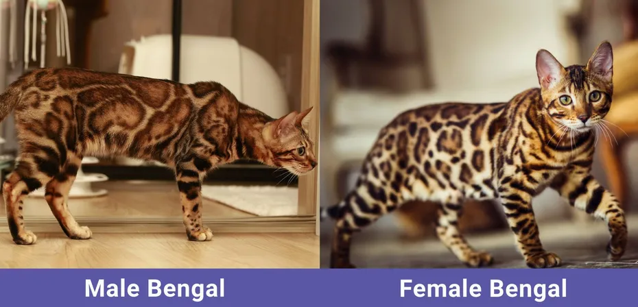 Male VS Female Bengal Cat side by side