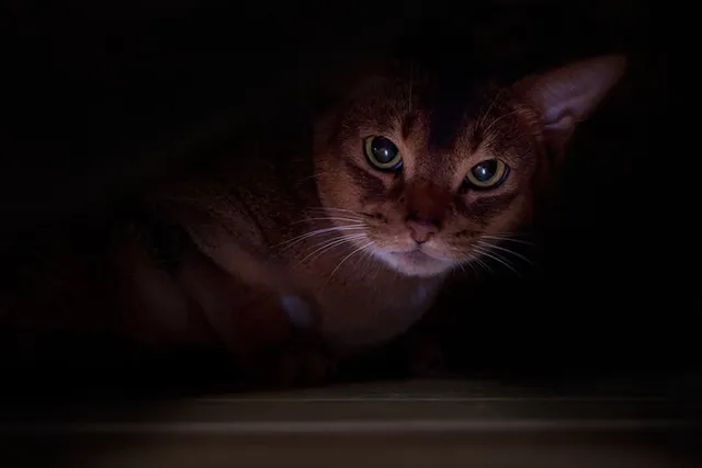 Why Do Cats Like Hiding in Dark Places? 5 Vet-Reviewed Reasons