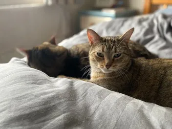 Do Cats Dream? Let's Ask Pancake