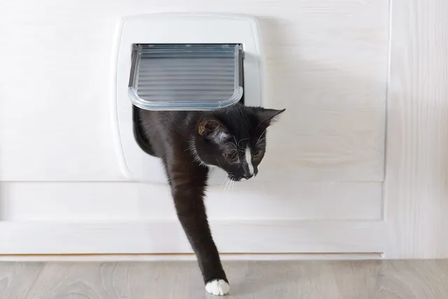 15 Free DIY Cat Door Ideas (With Pictures)