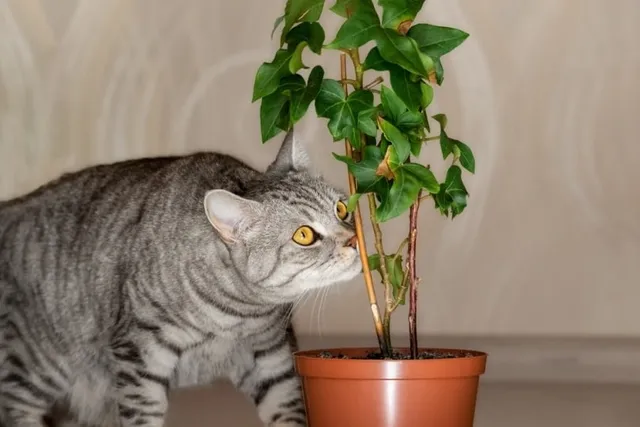 Why Is My Cat Suddenly Sniffing Everything? 6 Vet-Reviewed Reasons