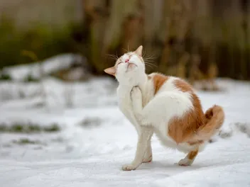 Can a Cat Get Fleas in the Winter? Vet Approved Facts & Tips