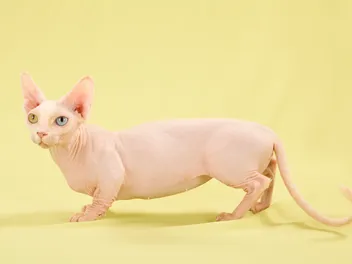 7 Cat Breeds With Very Short Legs: Vet-Approved Info & Pictures
