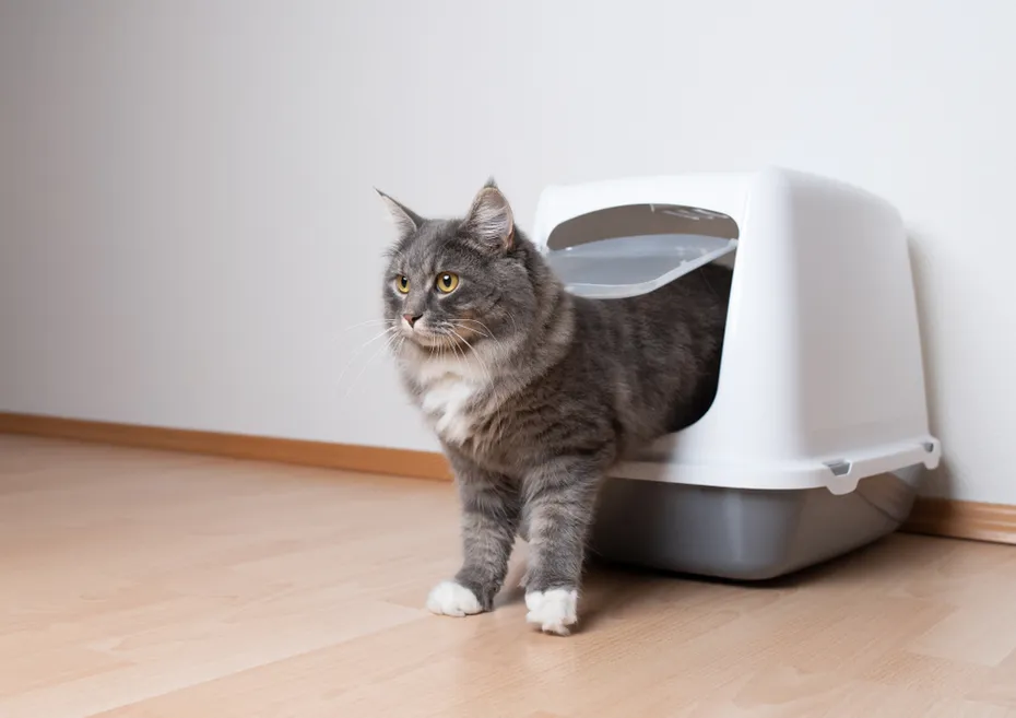 maine coon in litter box