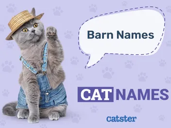 255 Barn Cat Names for Your Outdoor Friend