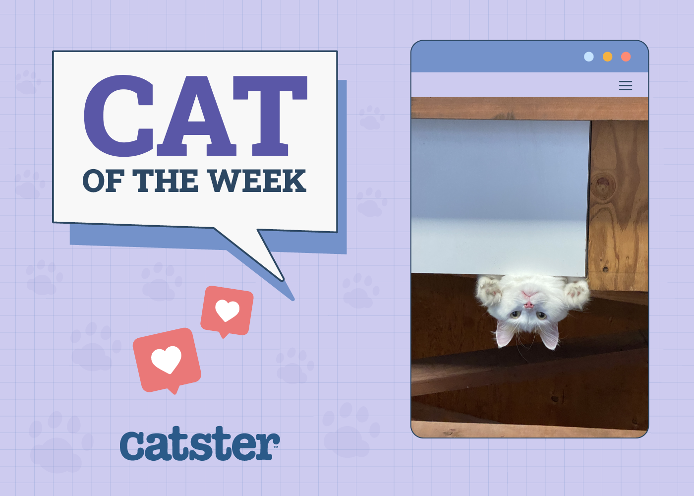 Cat of the week