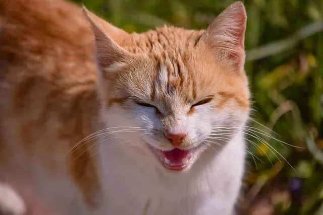 Why Is My Cat’s Bottom Lip Swollen? 9 Vet Reviewed Reasons & What to Do