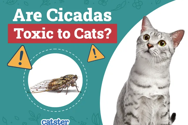Can Cats Eat Cicadas? Vet-Reviewed Health Concerns