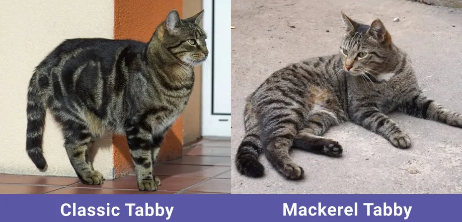side by side Classic Tabby VS Mackerel Tabby