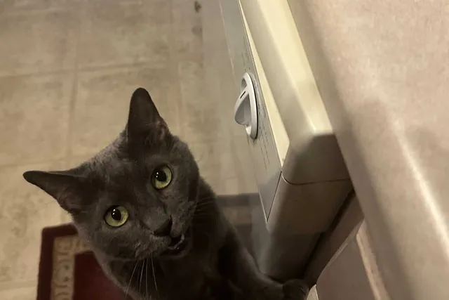 Cats and Countertops: What Olga Gets Away With