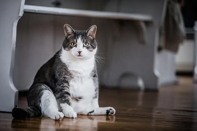 10 Facts About Fat Cats & Feline Obesity (Vet-Approved)