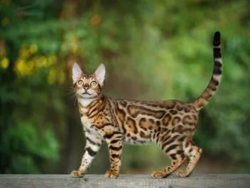 Caring For a 1-Year-Old Cat: Vet-Reviewed Health & Wellness Tips