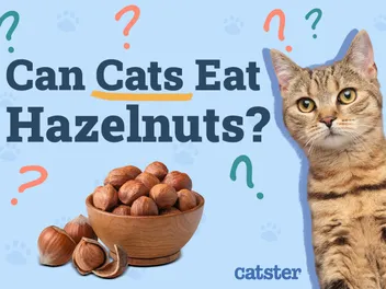 Can Cats Eat Hazelnuts? Vet Approved Nutritional Facts & FAQ