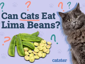 Can Cats Eat Lima Beans? Vet-Reviewed Precautions & Health Guidelines