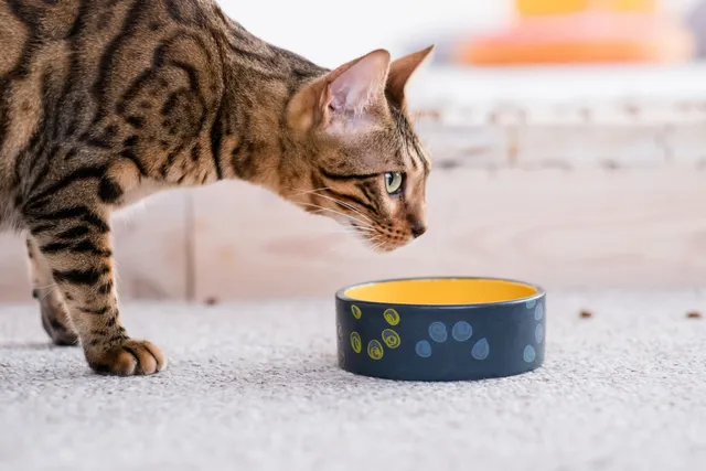 5 Vet Approved DIY Slow Feed Cat Bowls (With Pictures)