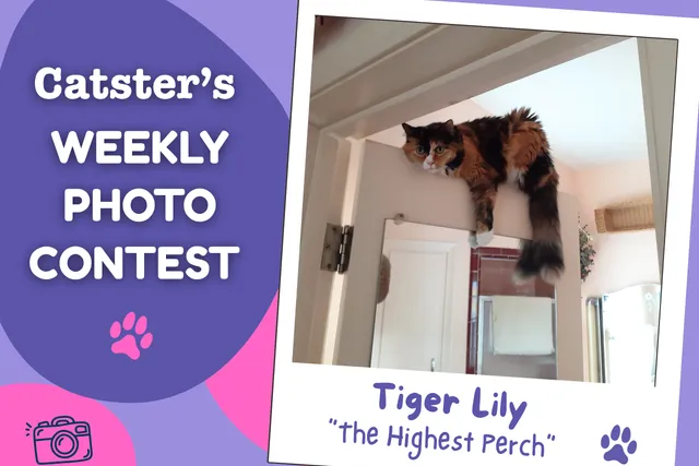 Catster’s Weekly Photo Contest Winners: The Highest Perch (September 14, 2026)