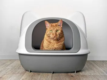 10 Best Dog-Proof Cat Litter Boxes in 2026 — Reviews & Top Picks
