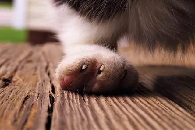 Septic Arthritis in Cats: Signs & Care Guide (Vet Answer)