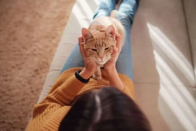 Can Cats Recognize Faces? Vet-Approved Science & Facts