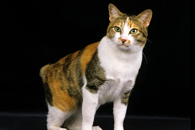 Japanese Bobtail Cat Breed Info: Pictures, Temperament & Traits