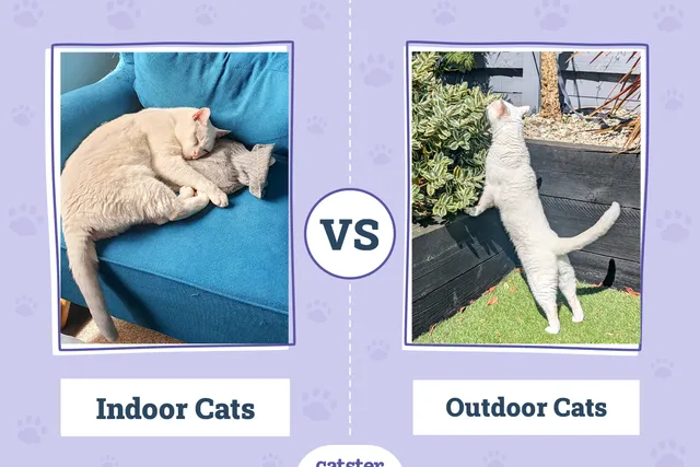 Indoor vs Outdoor Cats: Which Is Better? Dr Karyn's Opinion
