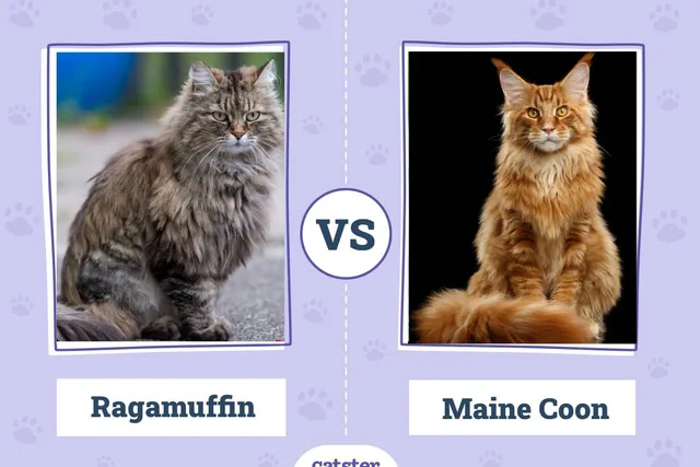 Ragamuffin Cat vs Maine Coon: Vet-Verified Main Differences (With Pictures)