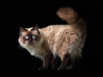 Neva Masquerade (Colorpoint Variety): Info, Pictures, Facts & Traits
