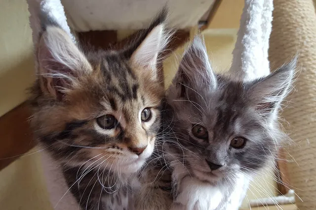 Maine Coon Kittens for Sale in Maine: Breeders List 2026