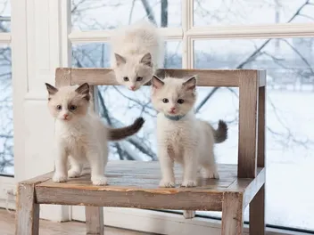Ragdoll Kittens For Sale in Wisconsin: Breeders List 2026