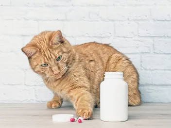 Pet Poison Prevention Week: When It Is & Vet Approved Safety Tips