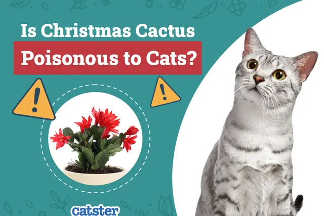 Is Christmas Cactus Poisonous to Cats? Vet-Reviewed Houseplants Examined