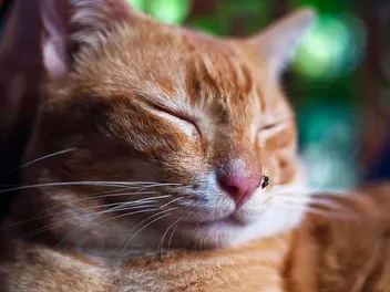 How to Prevent Insect Bites on Cats: 6 Useful Tips